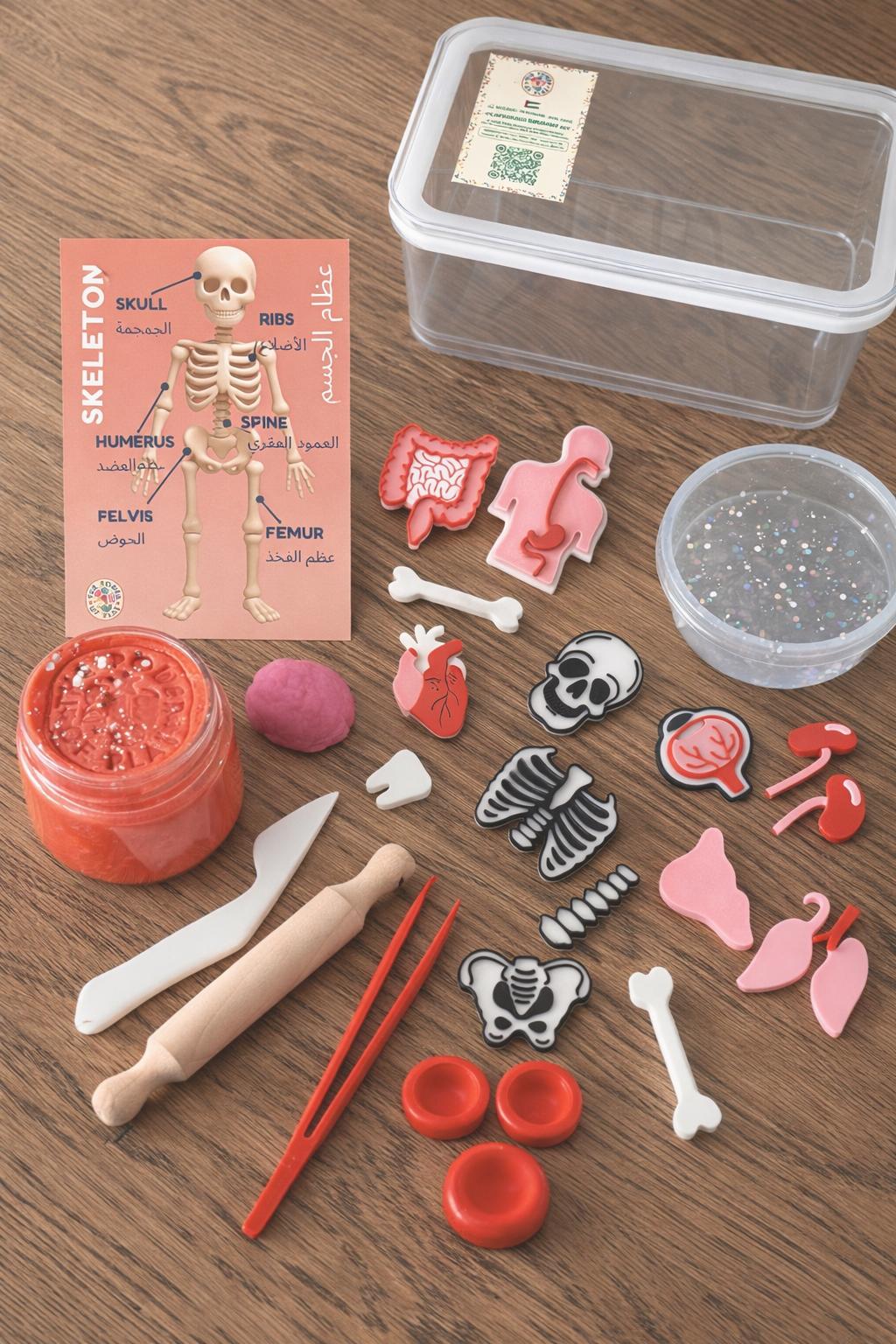 Small Sensory Kit - Anatomy
